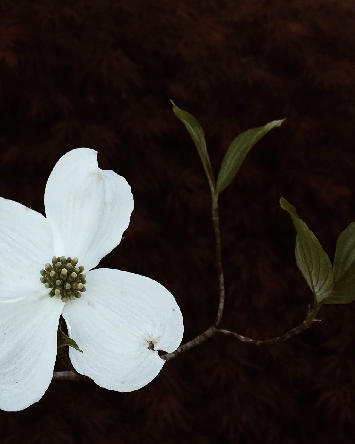 Processed with VSCO with a4 preset